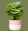 Mixed Exotic Plant Green in two tone pot 13cm