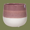 Mauve Plant  Pot 12cm