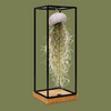 Urchin shell with airplant medium with hanging frame  9x30cm