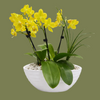 Mixed Orchid potted display 20x 25cm