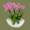 Mixed Orchid potted display 20x 25cm
