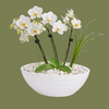 Mixed Orchid potted display 20x 25cm