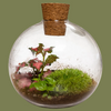 Terrarium Globe 12.5x15cm