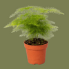Asparagus plumosus mini  6cm