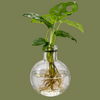 Mixed Samoa plant in glass bulb  7x8cm