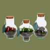 Bottle Shaped Terrarium Med 15x25cm