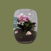 Orchid Terrarium Lg Glass 19x24cm
