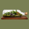 Terrarium Arrangement Flat Bottle Lg 38x15