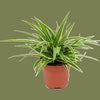 Chlorophytum mixed mini  6cm