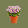 Chrysanthemum showdance 12cm