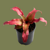 Cryptanthus Strawberry Flambee 9cm