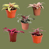 Cryptanthus mini mixed  5cm