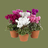 Cyclamen super series mixed 10.5cm