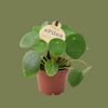 Pilea mini mixed. 6cm