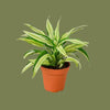 Dracaena malaika mini  6cm