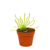Drosera Sundews 8 cm
