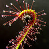 Drosera Sundews 8 cm