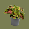 Coleus spacecake  6cm