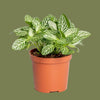 Fittonia Kleinbl Marble 8 cm