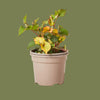 Houttuynia cordata  9cm
