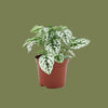 Hypoestes White 8 cm