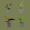 Calathea mini (kalanchoe) mixed 6cm