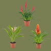 Bromelia mixed 3 varietys 12cm