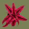 Cryptanthus ruby star  9cm