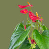 Anthurium big flowers mix 12cm