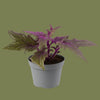 Gynura purple passion mini  7cm
