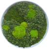 Moss Art L Circle Ref 101