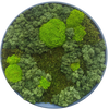 Moss Art L Circle Ref 103