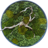 Moss Art L Circle with Enrichment Ref 305