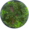Moss Art L Circle with Enrichment Ref 307