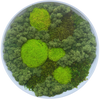 Moss Art M Circle Ref 051