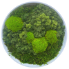 Moss Art M Circle Ref 052