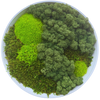 Moss Art S Circle Ref 002
