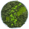 Moss Art S Circle Ref 003