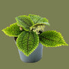 Pilea moon valley mini  7cm