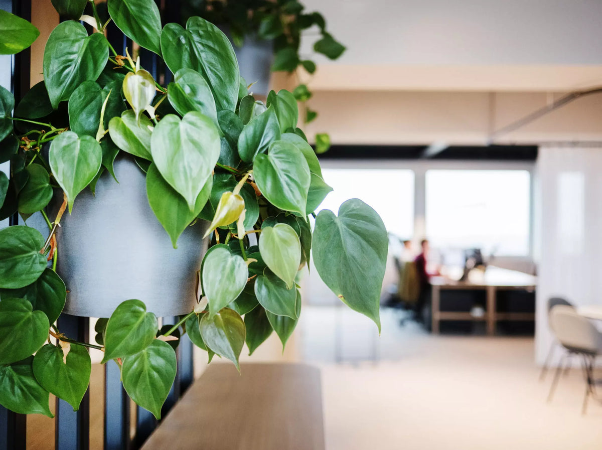 Why choose plant walls?
