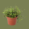 Muehlenbeckia complexa mini  6cm