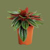 Peperomia rosso 10cm