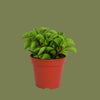 Peperomia Fire Sparks 6 cm
