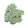 Reindeer Moss Aquamarine (medium box)