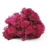 Reindeer Moss Burgundy (small box)