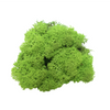 Reindeer Moss Grass Green (small box)