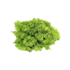Reindeer Moss Grass Green Light (small box)