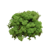Reindeer Moss Medium Green (small box)