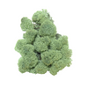 Reindeer Moss Mint Green (small box)