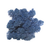 Reindeer Moss Royal blue (medium box)